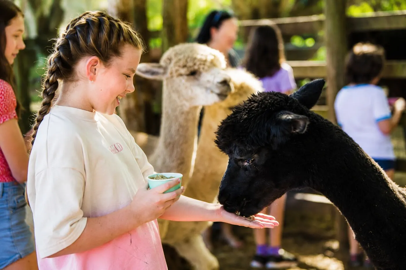 Visitors hand-feeding alpacas at Historic Rivermill