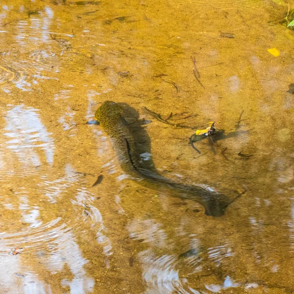 Long-fin eel