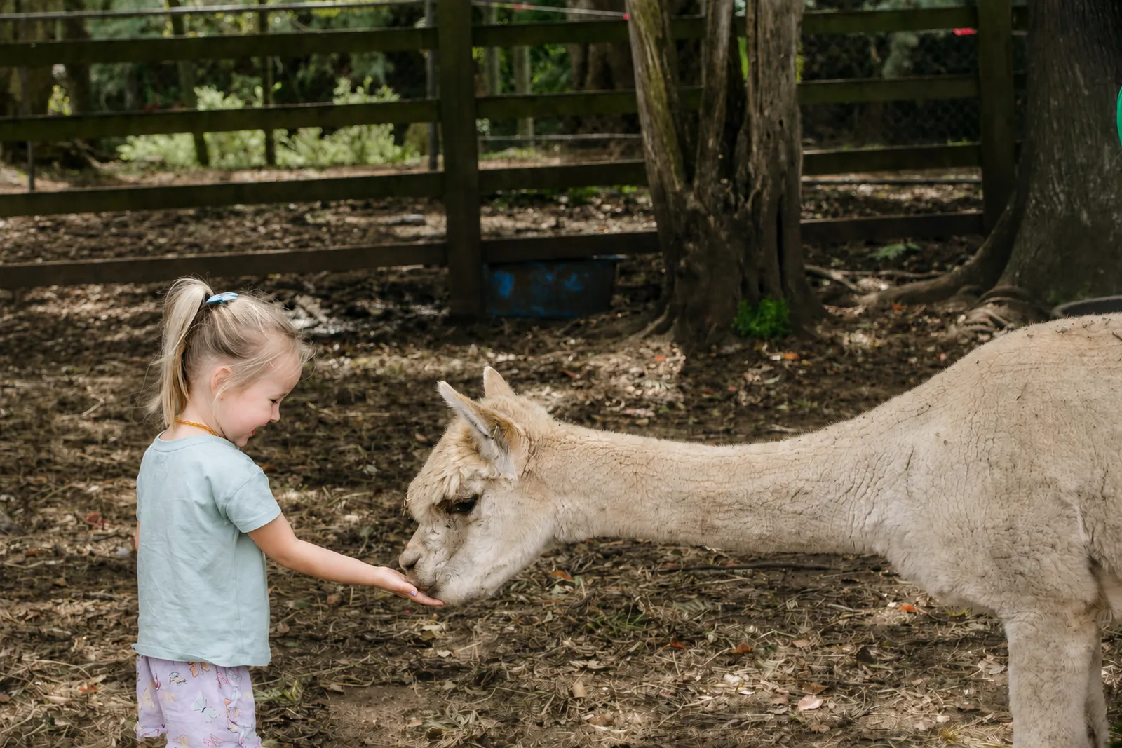 A young child hand-feeding a gentle alpaca at Historic Rivermill's petting zoo