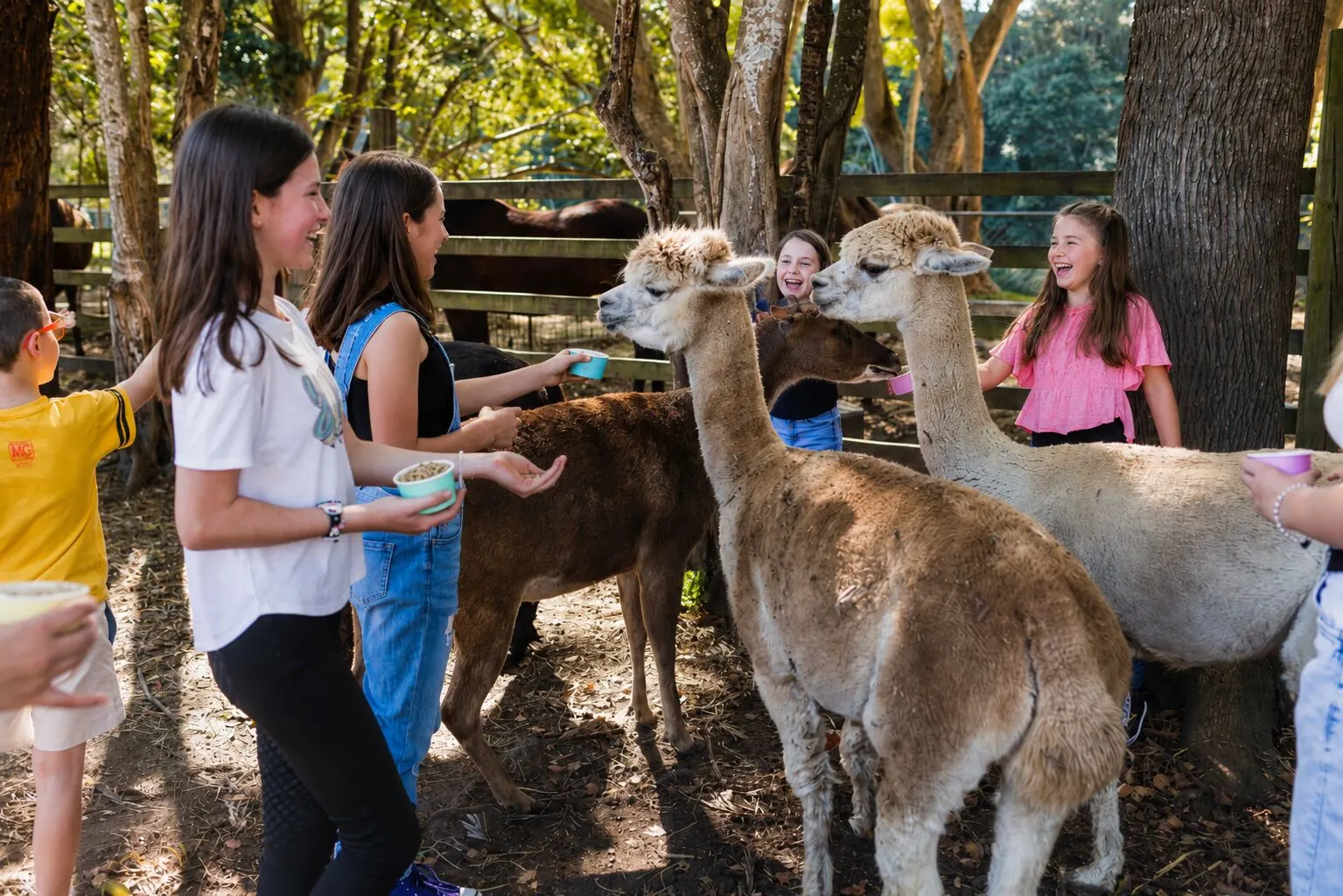A group feeding alpacas