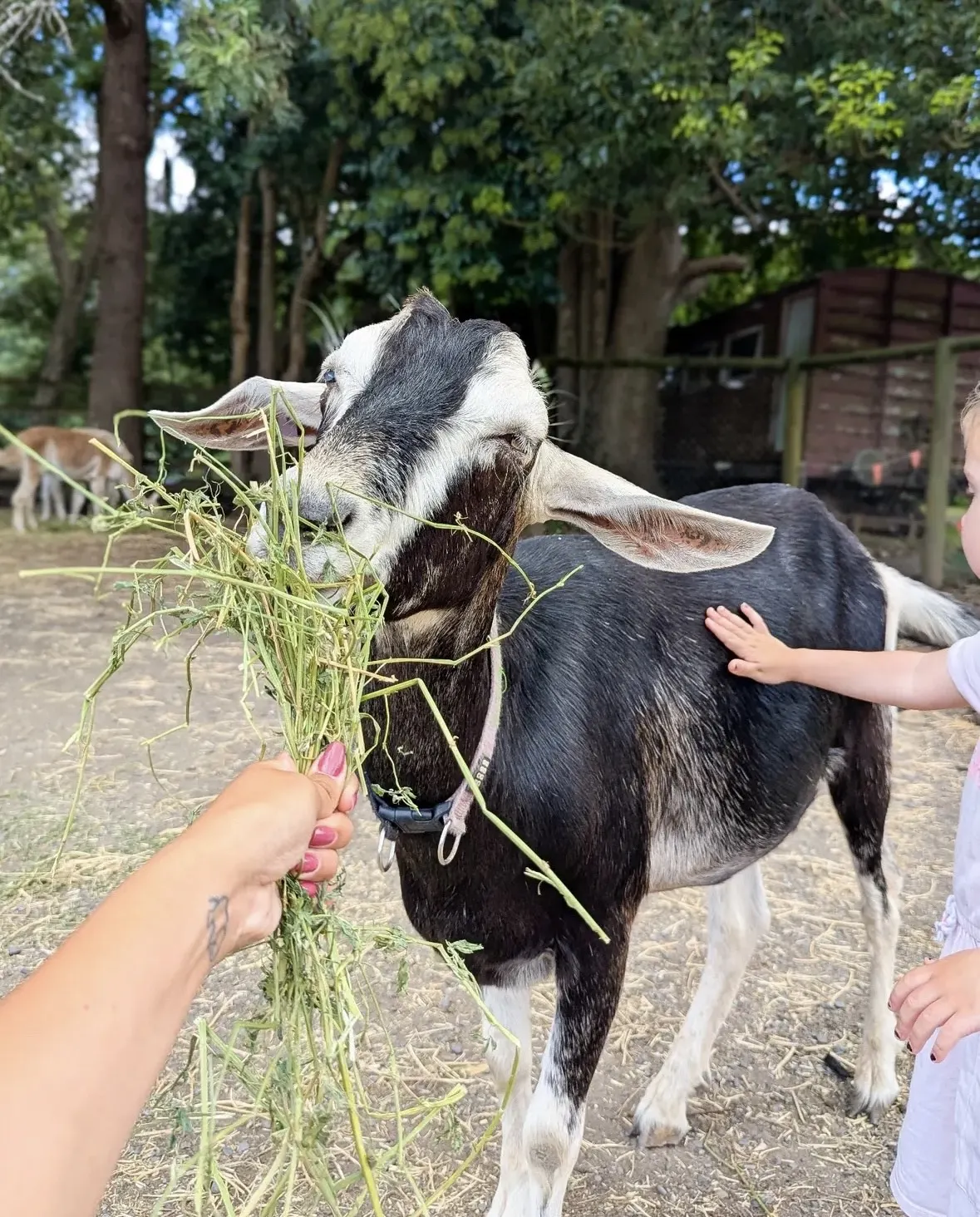 Hands-on time with farm animals and river turtles