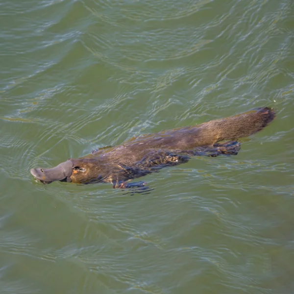 Platypus