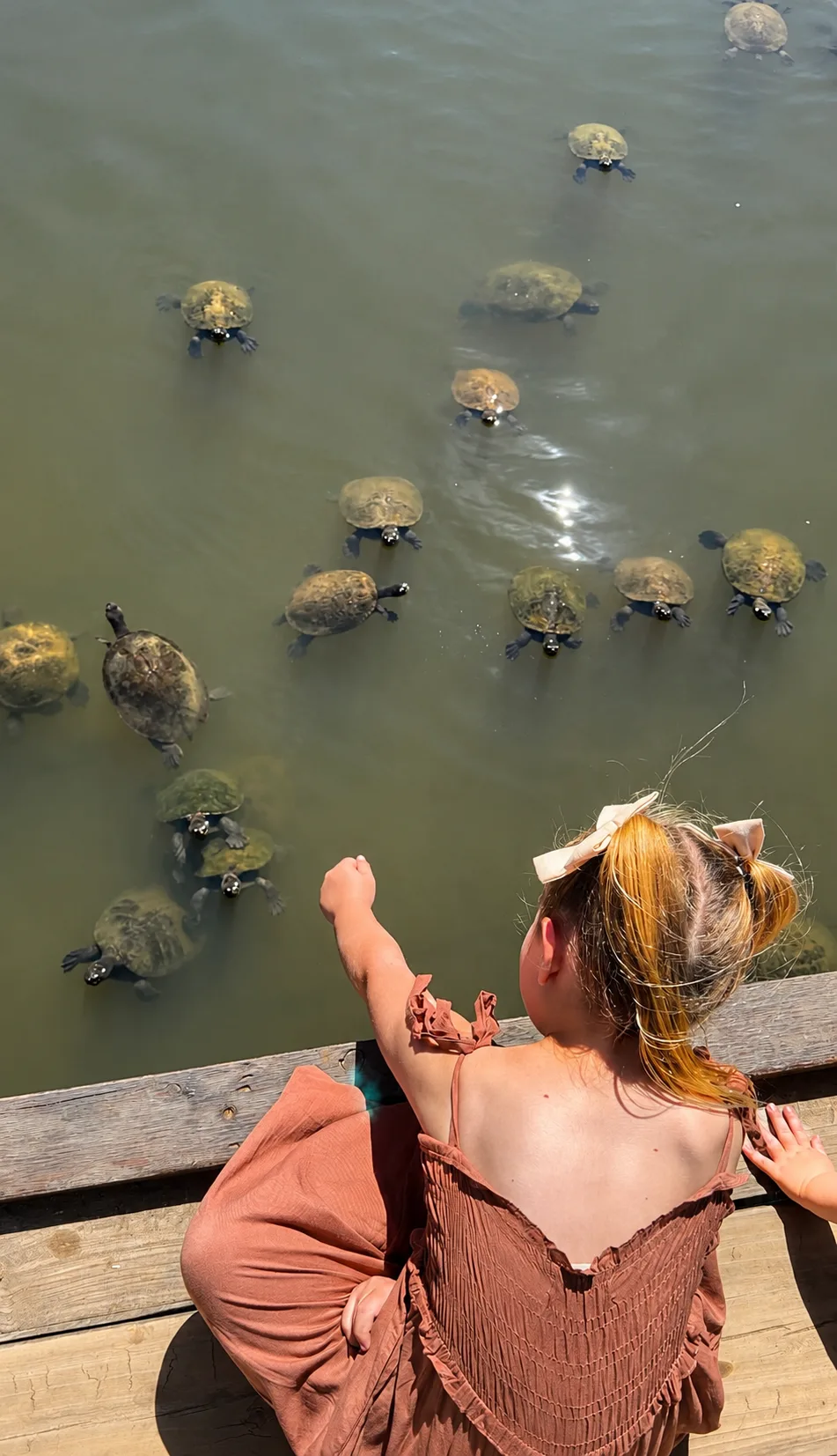 A young child sitting on the jetty watching a group of freshwater turtles in the Coomera River at Historic Rivermill