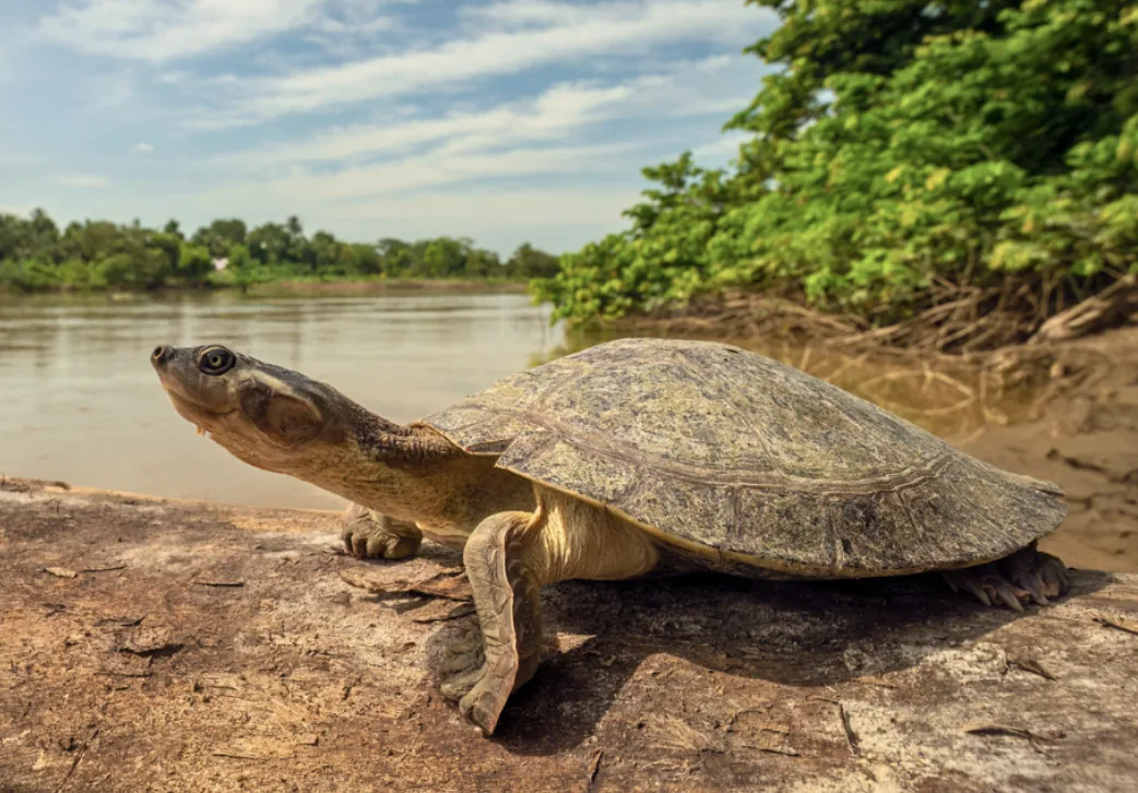 A wild freshwater turtle basking on a sunny riverbank on the Coomera River