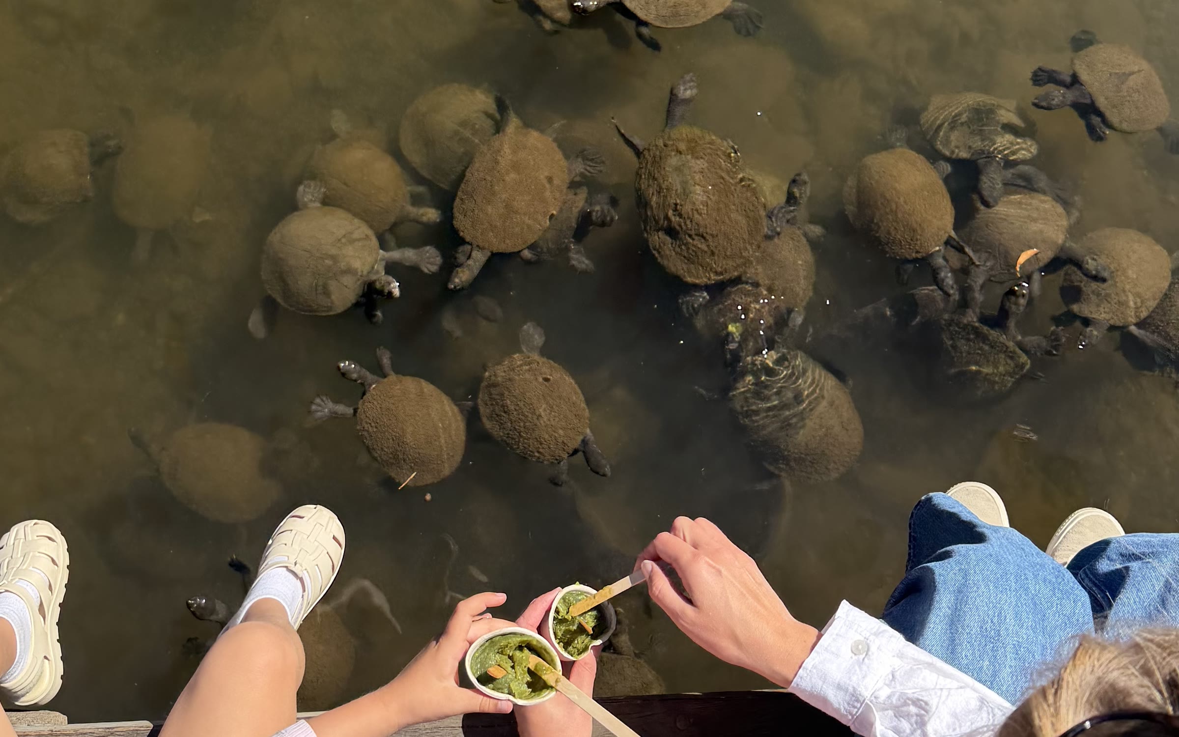 Looking down from the jetty at a gathering of wild freshwater turtles in the Coomera River, with visitors holding cups of leafy greens at the water's edge